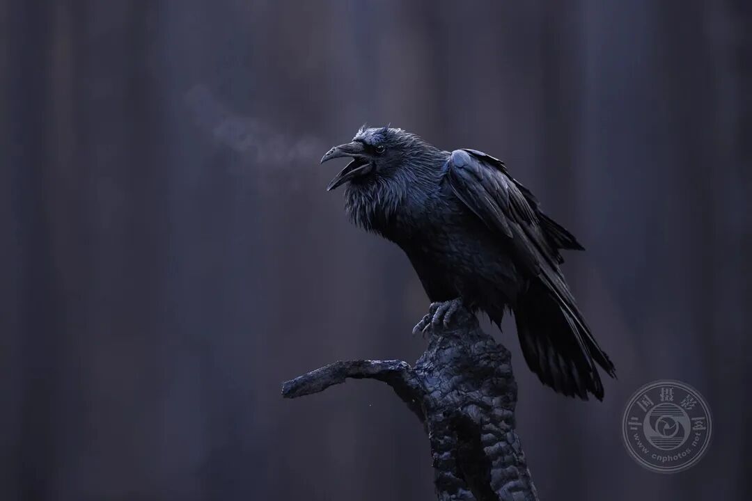 51bl韩国 同类型作品及衍生内容