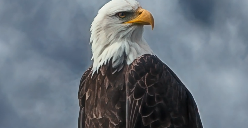 幼幼 论坛 四川广安 论坛蓬松的川广抖阴生命感