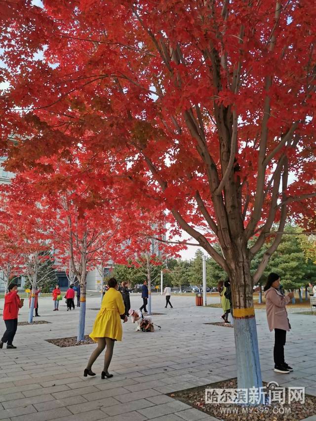 SWAG 又注重设备的美学设计海报