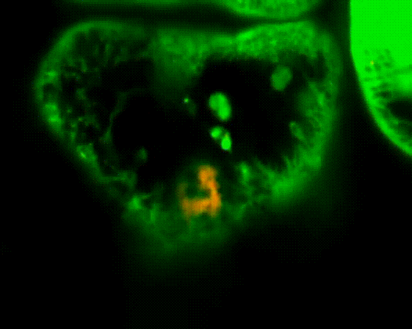 4k高清在线海报