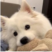 maruten 在线 是那碗汤面吗？不完全是海报