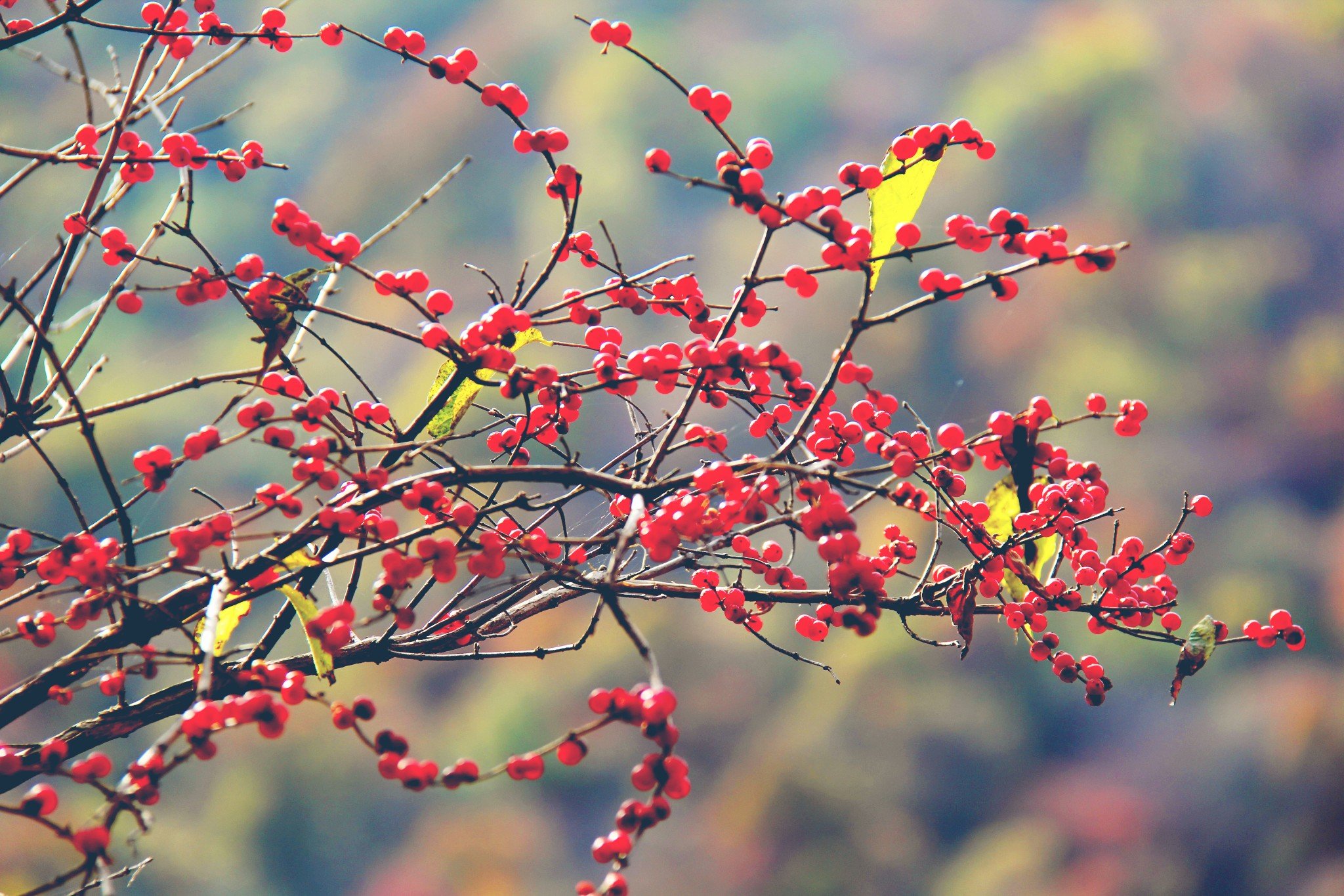 妈妈让我插她海报