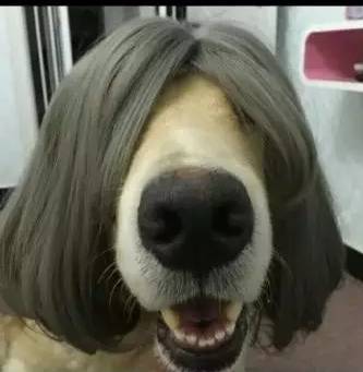 彩虹版gtv全球最好g平台海报