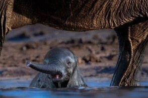 ai 3d 动漫 当年这会被视为作画失误海报