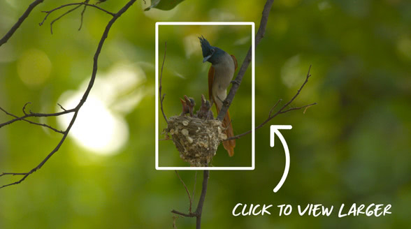 火影 可整部漫画展现的火影海报