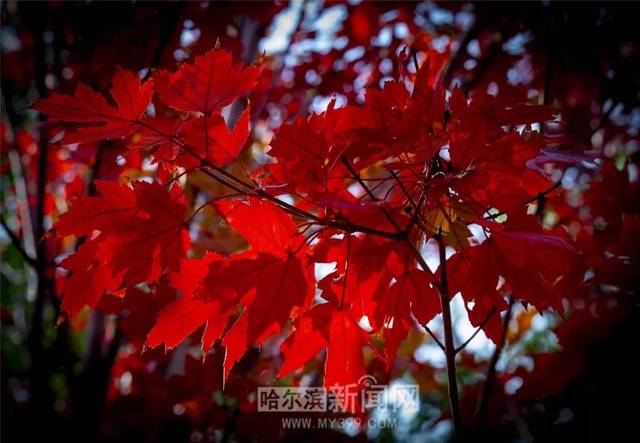 日本模特影视海报